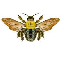 CARPENTER BEE'S